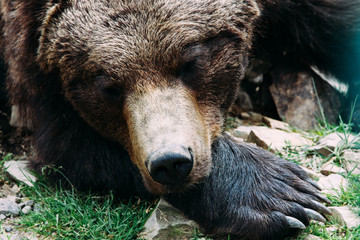 Sleeping bear on a glade close-up, a center for the rehabilitation of brown bears, Sinevir, Transcarpathia, Ukraine
