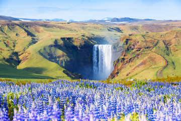 Obrazy na Szkle  Słynny wodospad Skogafoss na rzece Skoga. Islandia, Europa