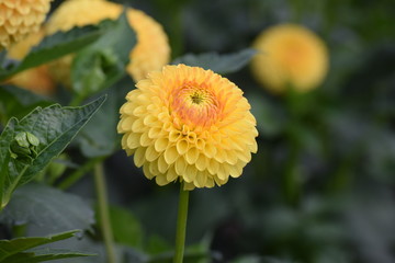 Yellow Dahlia