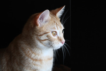 Un gato naranja con ojos claros mirando fijamente sobe un fondo negro