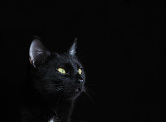 Yellow-eyed black cat on a dark background