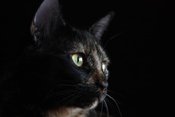Yellow-eyed black cat on a dark background