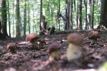 Man collect mushrooms in summer forest