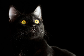 Un gato negro con ojos amarillos mirando fijamente sobre fondo negro