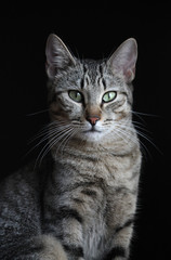 Naklejka na ściany i meble Un gato gris con con rayas y ojos verdes retratado sobre fondo negro