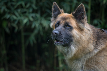 german shepherd dog barking