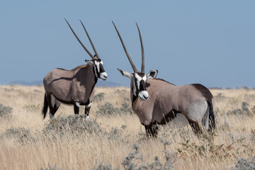 Portrait of a pair of gemsbok (oryx) antelopes lookling in one direction in yellow dry winter grass...