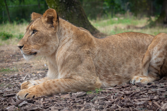 lion