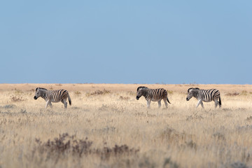 Fototapeta na wymiar Three beautiful burchell zebras walking in one line following each other through yellow dry winter grass with clear blue sky, Etosha National Park, Namibia
