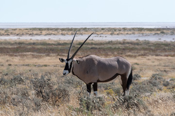 Bright portrait of a back lit gemsbok (oryx) antelope on an african plain, Namibia