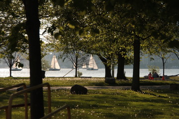 Parque con árboles frondosos y hierba