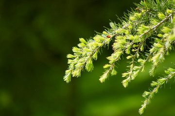 Brotes de conífera verde intenso con mariquita