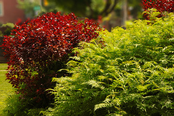 Arbustos de jardín verde y rojo