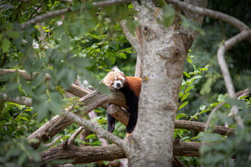 panda roux