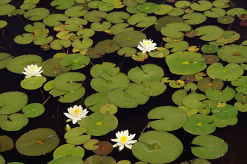 Nenúfares con flores blancas y amarillas