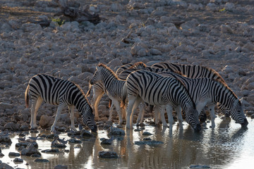 Fototapeta na wymiar Herd of Burchell Zebras drinking in golden evening light at waterhole with white rocks in the background, Etosha National Park, Namibia