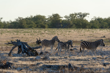 Fototapeta na wymiar Three burchell's Zebras in evening sun and golden glowing grass, Etosha National Park, Namibia