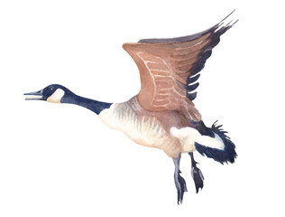 Watercolor sketch of Flying Canada goose on a white background. © Tatiana