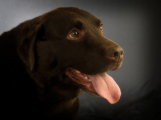 chocolate labrador