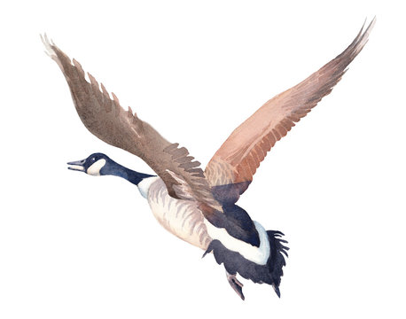 Hand drawn sketch of Flying Canada goose on a white background.