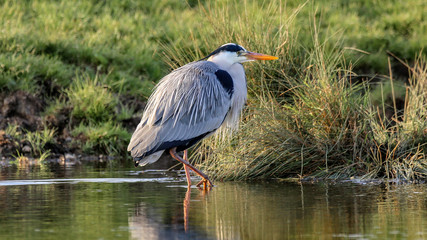 Heron In The River