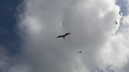 Rain clouds, illuminated, and with Fregata magnificens seagulls in elegant flight, seen from Itaipu fishermen's beach, Niteroi, Rio de Janeiro.