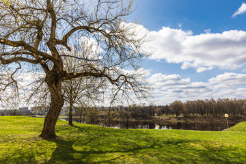 Fototapeta premium large tree on the bank of the river Zapadaya Dvina in the spring in Polotsk, Belarus