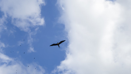 Fototapeta premium Rain clouds, illuminated, and with Fregata magnificens seagulls in elegant flight, seen from Itaipu fishermen's beach, Niteroi, Rio de Janeiro.