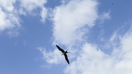 Rain clouds, illuminated, and with Fregata magnificens seagulls in elegant flight, seen from Itaipu fishermen's beach, Niteroi, Rio de Janeiro.