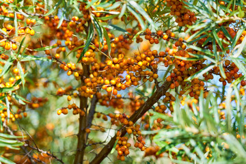 Fototapeta premium Sea buckthorn bush with Yellow berries ( Hippophae rhamnoides, Sandthorn, Sallowthorn or Seaberry ).
