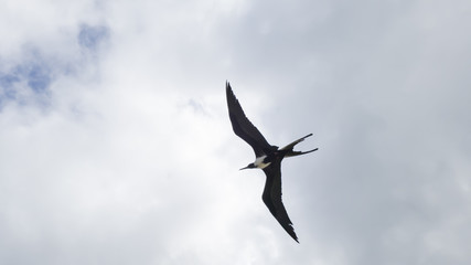 Rain clouds, illuminated, and with Fregata magnificens seagulls in elegant flight, seen from Itaipu fishermen's beach, Niteroi, Rio de Janeiro.