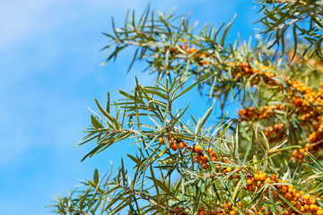 Fototapeta premium Sea buckthorn bush with Yellow berries ( Hippophae rhamnoides, Sandthorn, Sallowthorn or Seaberry ) against a blue cloudy sky. Copy space for text.
