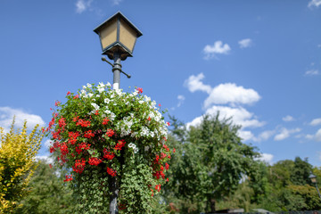 Beauty flowers hangs on a street lamp