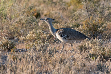 Portrait of one Kori Bustard bird at sunrise in golden lit grass habitat, Etosha National Park, Namibia