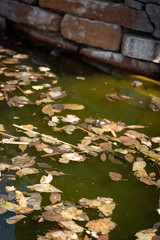 Fototapeta na wymiar Leaf on Green Water