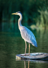 The Heron