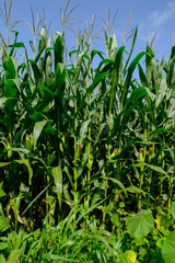 Obraz premium Corn Field