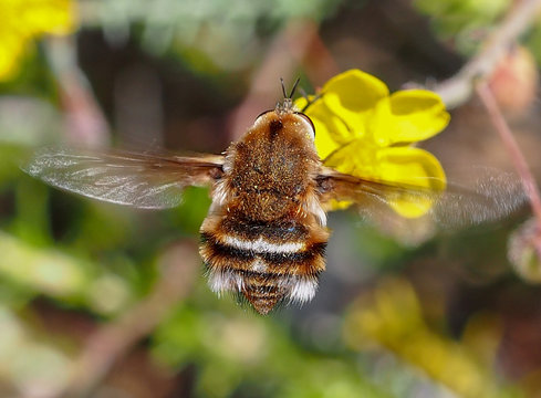 Bee Fly (Bombylius cruciatus)