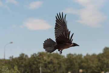 Flying over the city crow