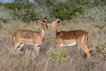 A pair of two female impala lovingly care for each other standing in grass and bushveld, Etosha...