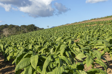 Área plantada com fumo em propriedade rural brasileira