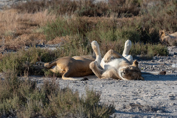 Two tiered, sleepy lions lying on grass plain with paws high up in the sky looking very cute and peacful