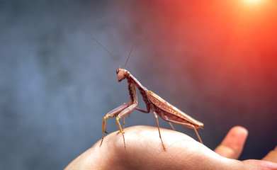 Insect hunter attacks at sunset. Mantis is a terrible monster of wildlife.