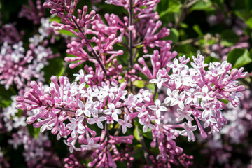 Obraz premium Lilac close up