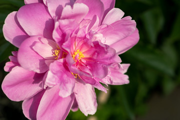 Pink bloom with yellow center