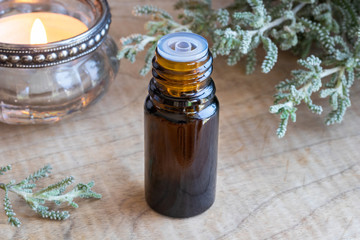 A bottle of santolina essential oil with fresh Santolina chamaecyparissus