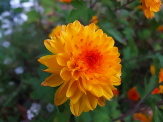 A Flower by Any Other Name #2