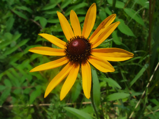 A Black-Eyed Susan