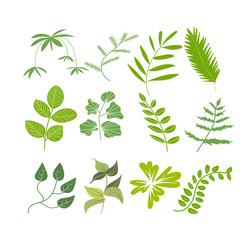 green leaves botanical illustration. vector botanical elements set. exotic and tropical leaf collection. 