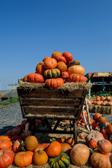 Pumpkins on the trolley are sold on the open market.